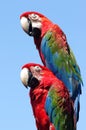Two Macaw Royalty Free Stock Photo